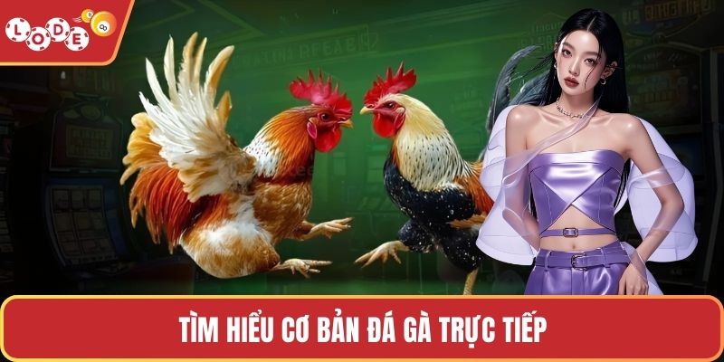 Tìm hiểu cơ bản đá gà trực tiếp